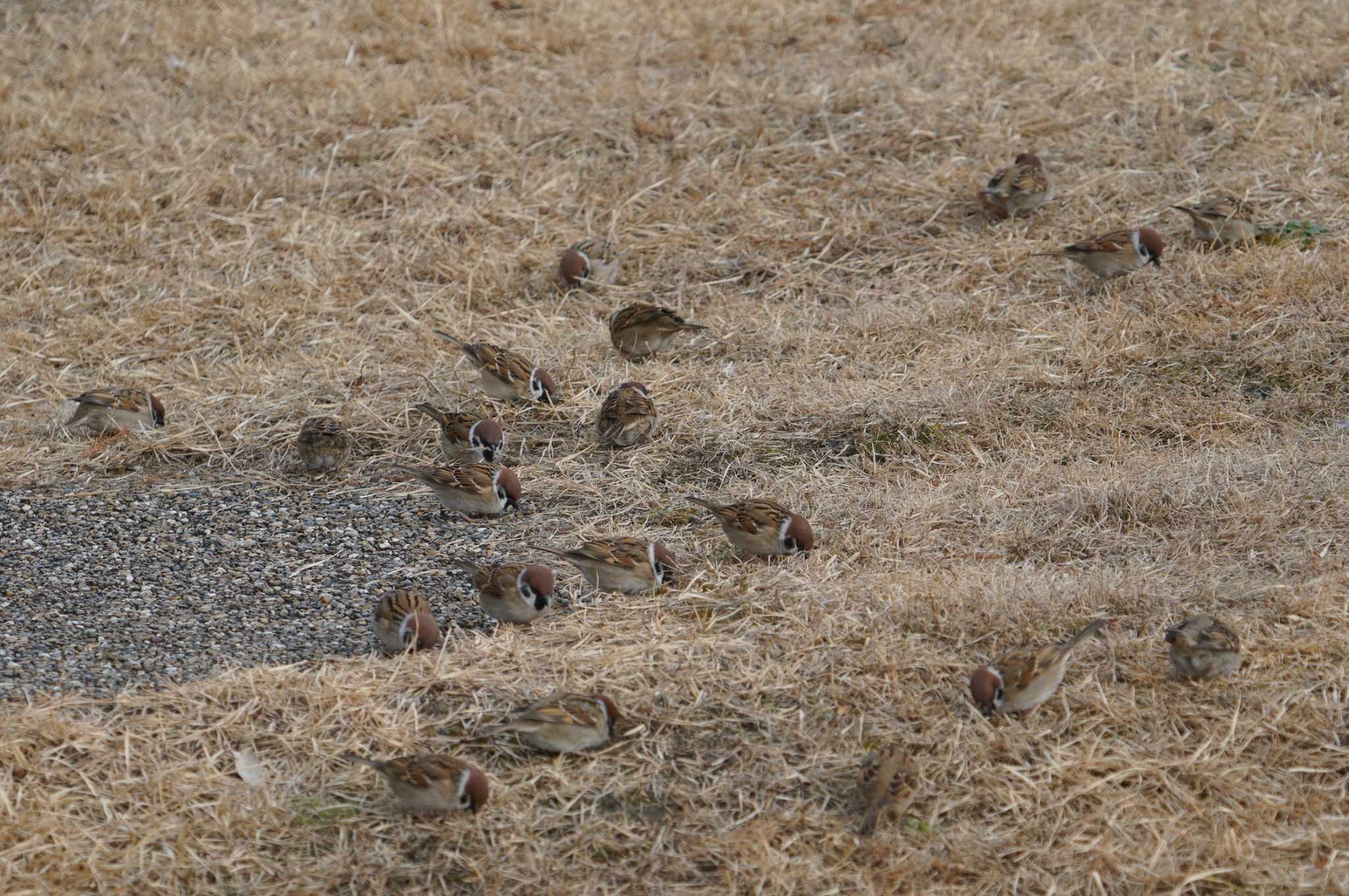 Eurasian Tree Sparrow