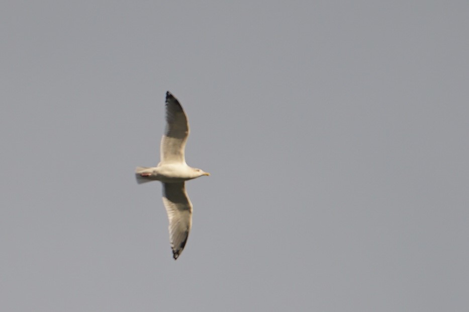 Vega Gull