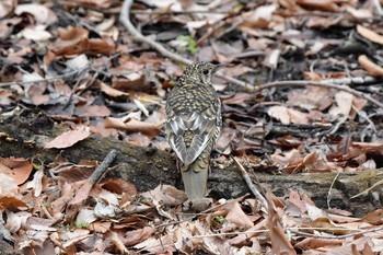 White's Thrush Mine Park Mon, 2/11/2019