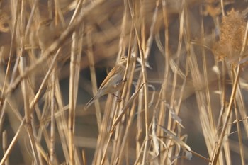 オオジュリン 昆陽池 2019年2月10日(日)