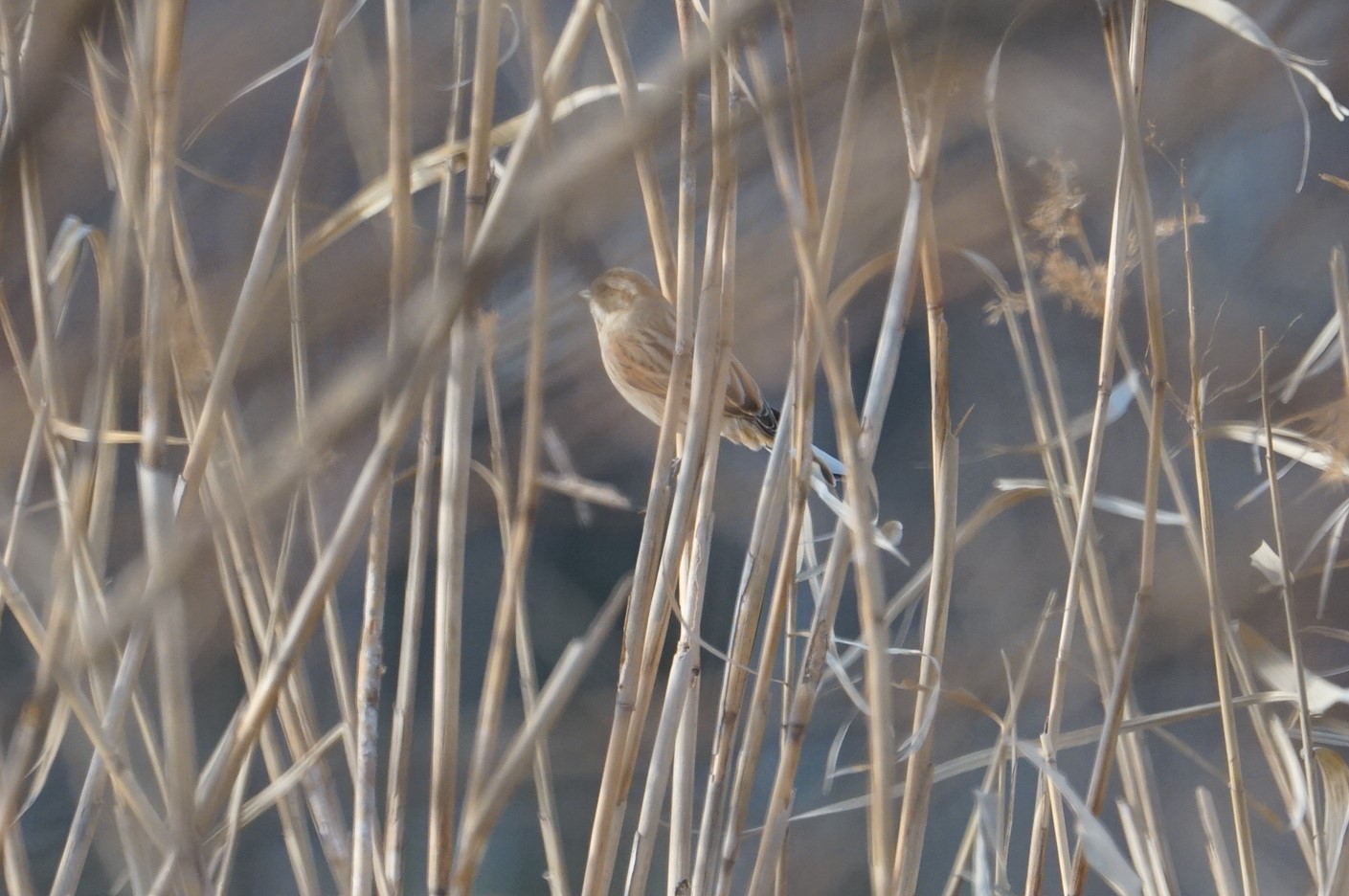 Common Reed Bunting