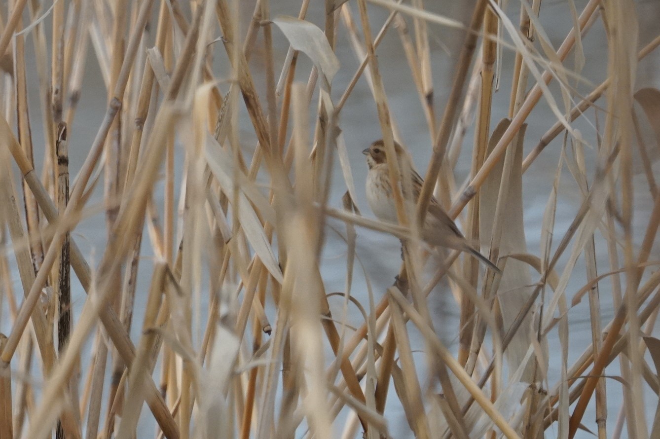 Common Reed Bunting