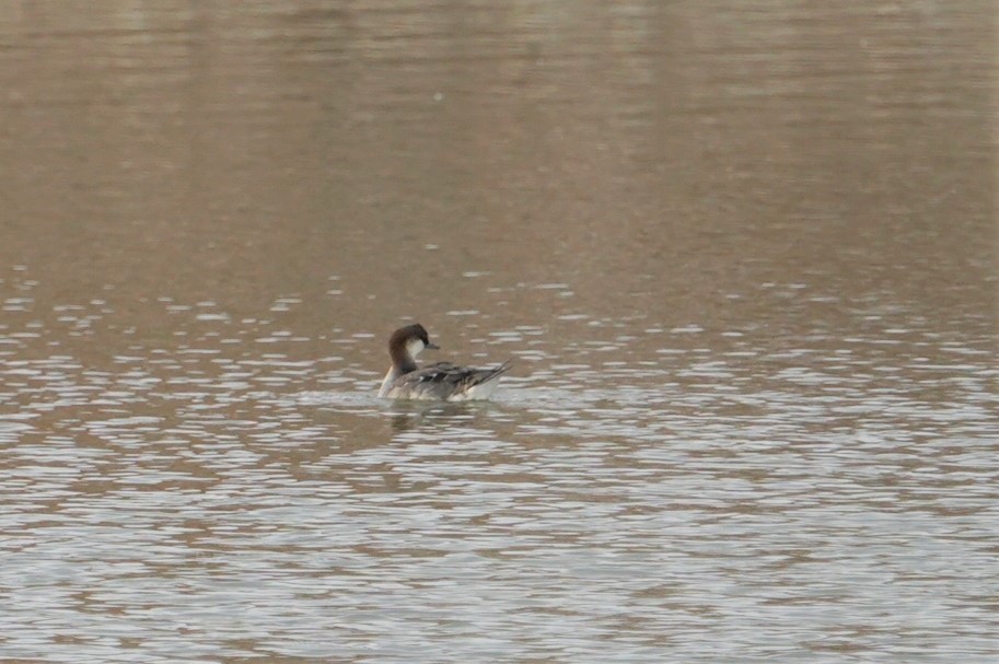 Smew