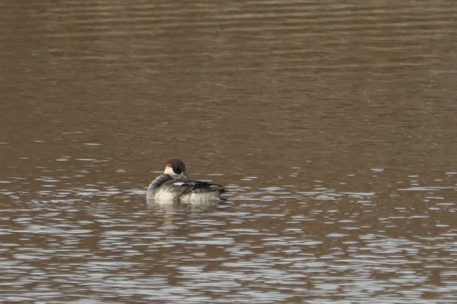 Smew