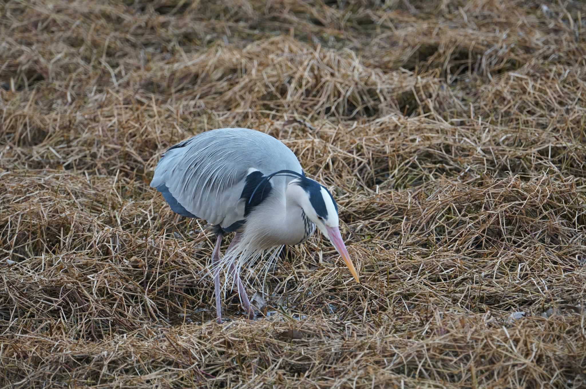 Grey Heron