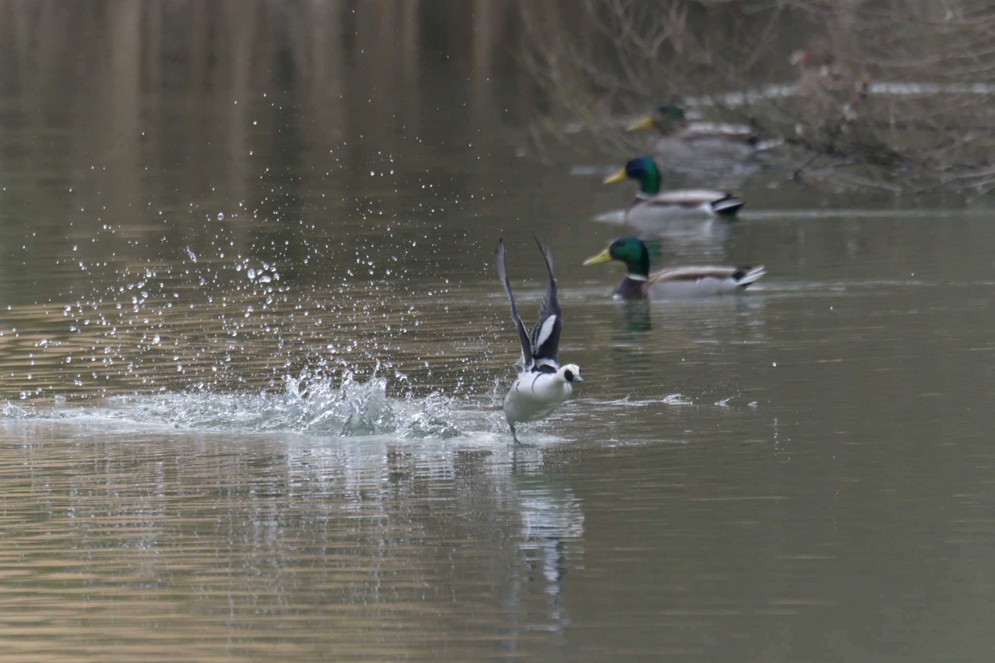 Smew