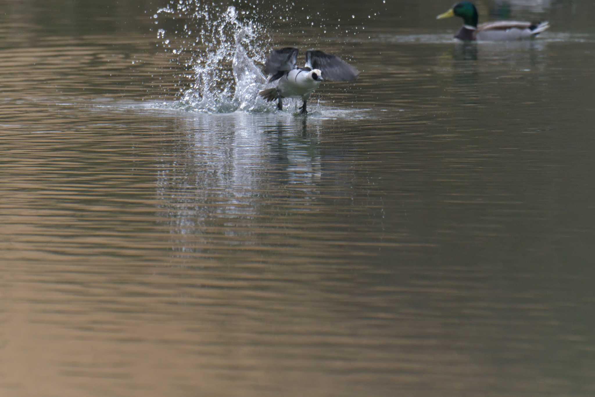 Smew