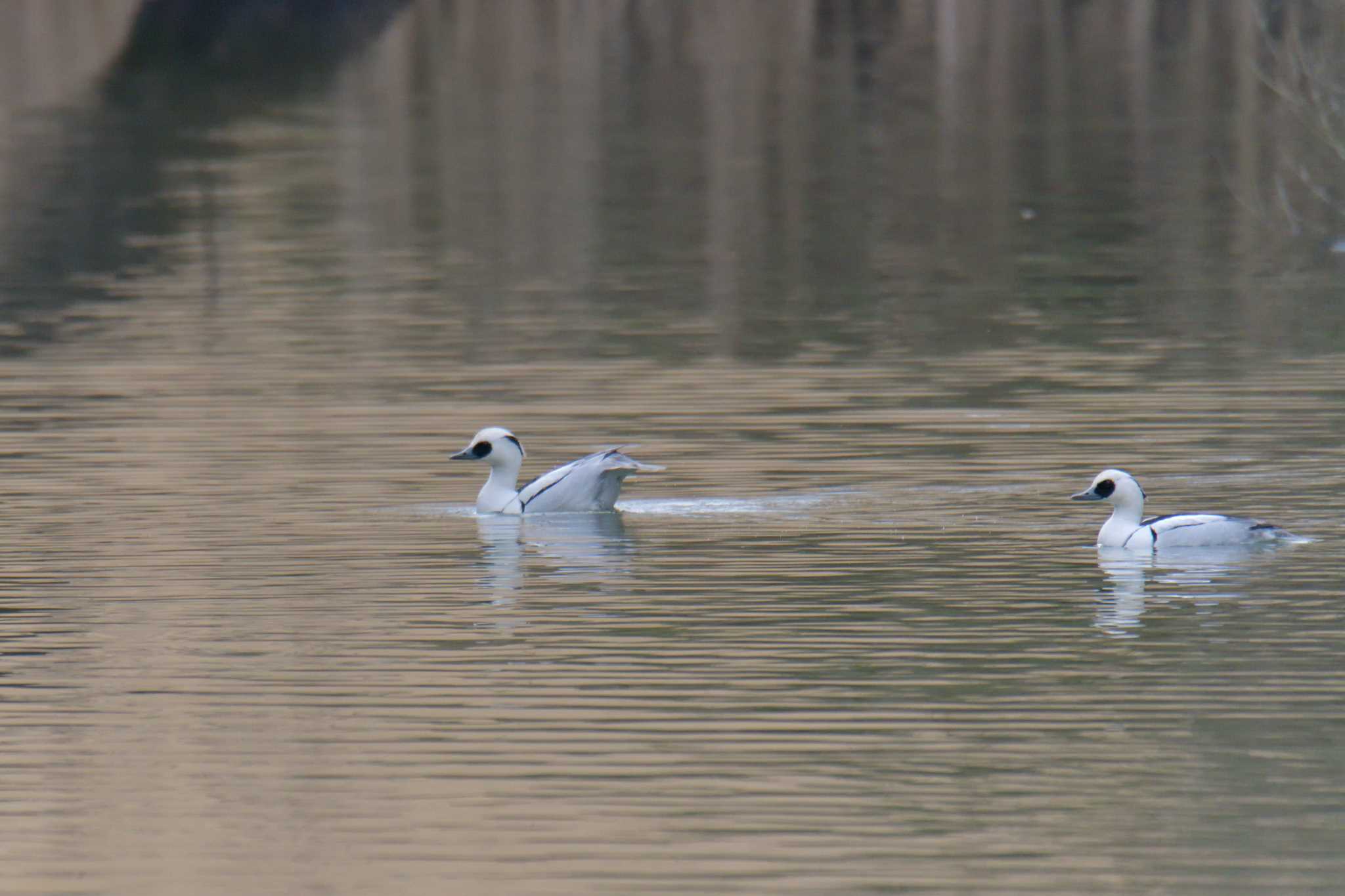 Smew