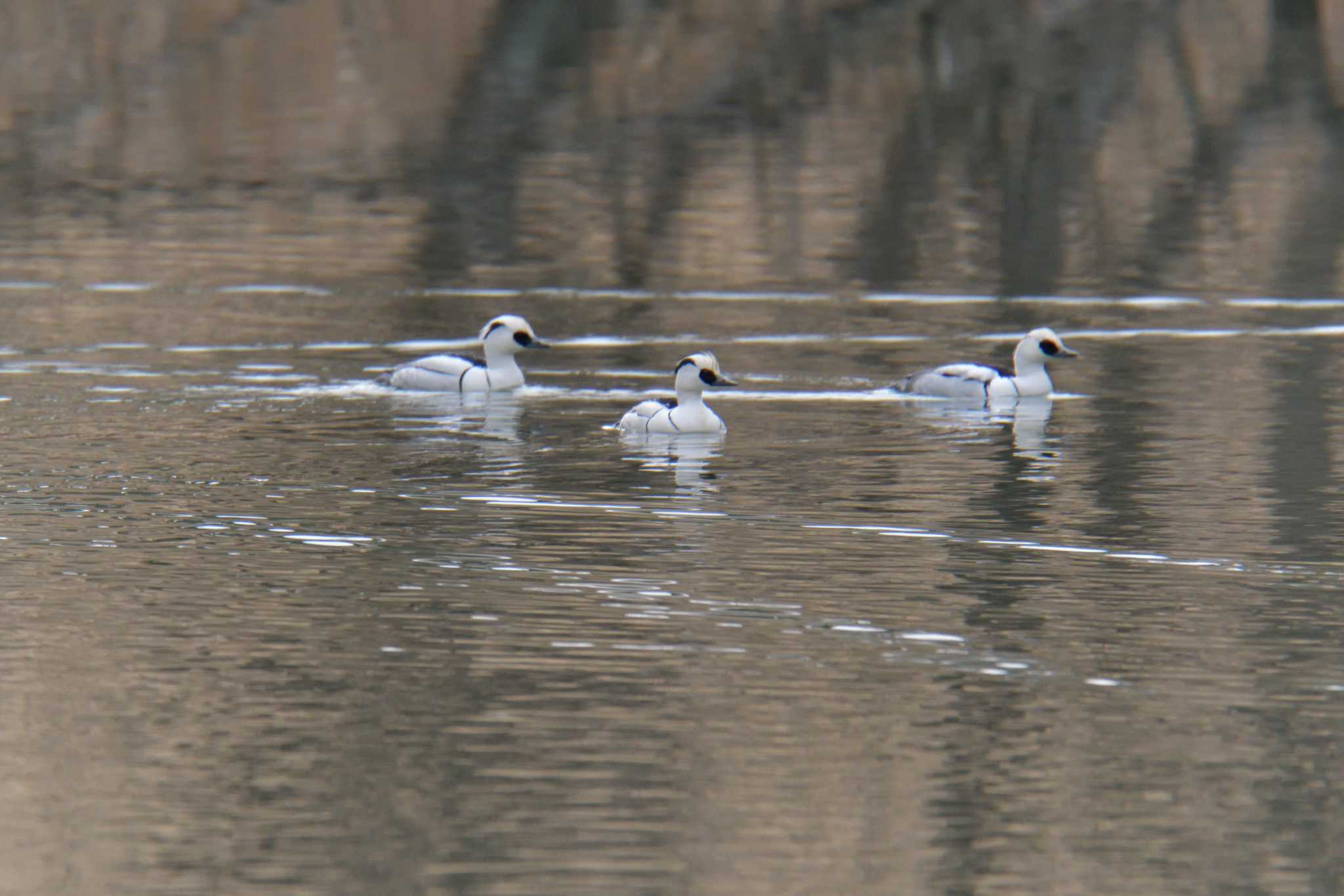 Smew