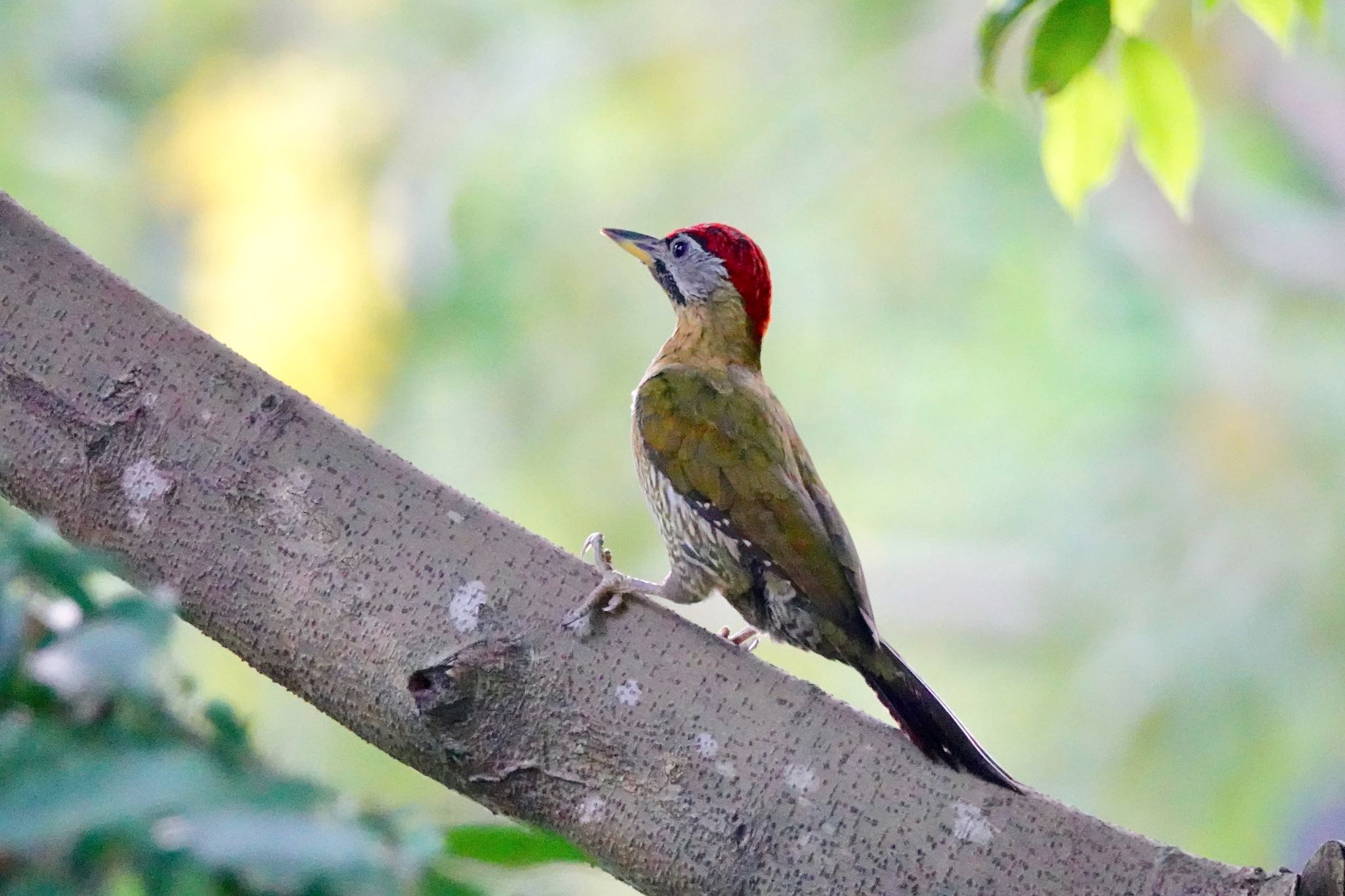 Photo of Laced Woodpecker at Gardens by the Bay (Singapore) by のどか