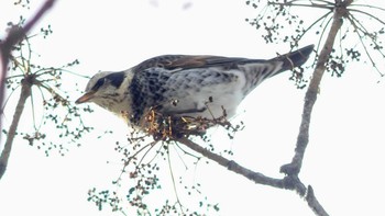 Dusky Thrush Tomakomai Experimental Forest Mon, 2/11/2019