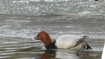 Common Pochard Tomakomai Experimental Forest Mon, 2/11/2019