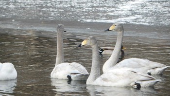 Whooper Swan Tomakomai Experimental Forest Mon, 2/11/2019