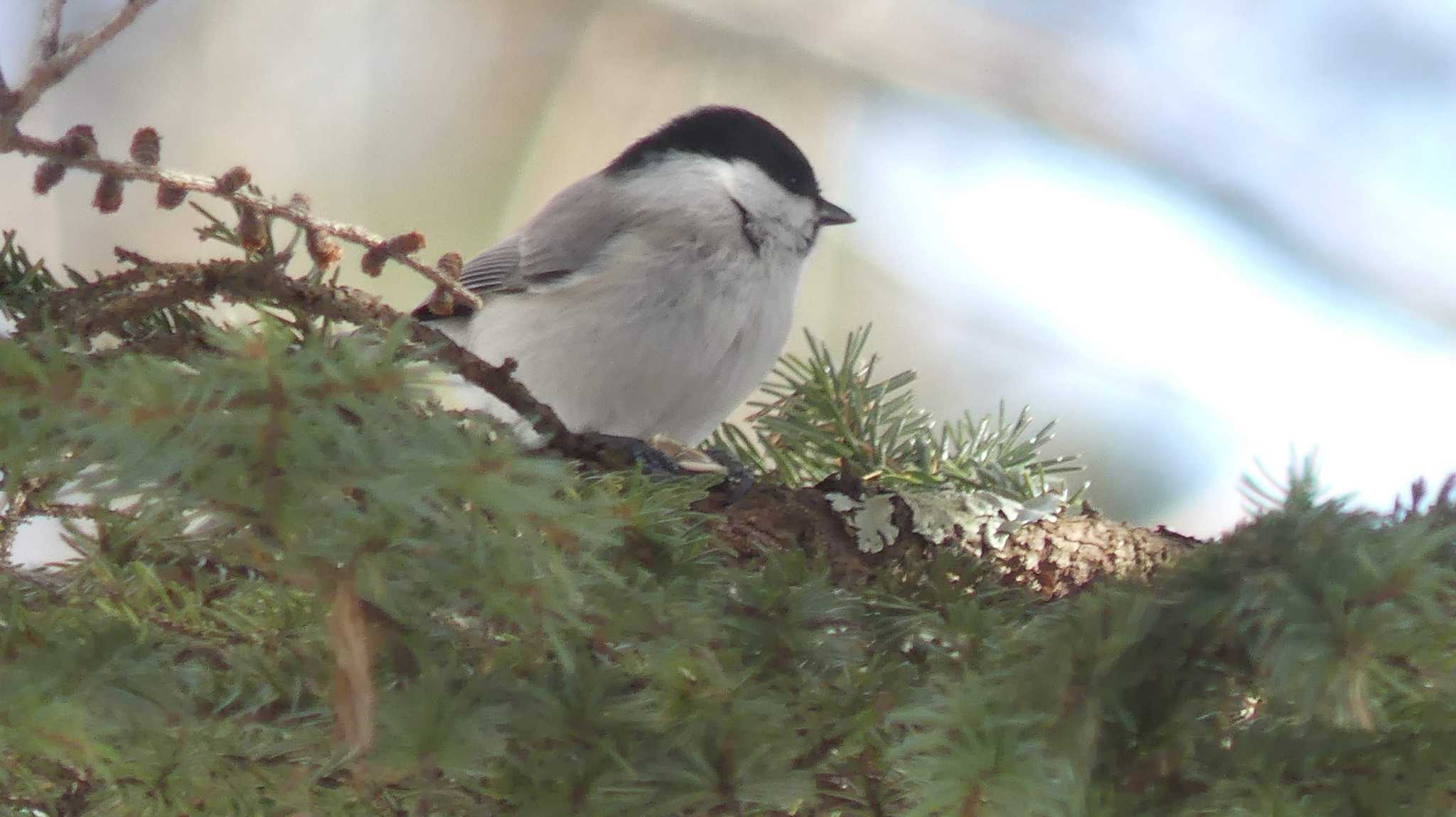 ハシブトガラ