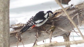 Great Spotted Woodpecker(japonicus) Tomakomai Experimental Forest Mon, 2/11/2019