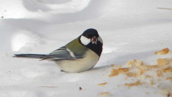 2019年2月11日(月) 北大研究林(北海道大学苫小牧研究林)の野鳥観察記録