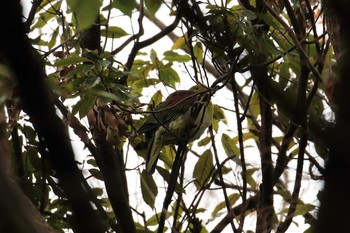 2019年2月9日(土) 大阪府の野鳥観察記録