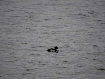 2019年2月11日(月) 網掛公園の野鳥観察記録