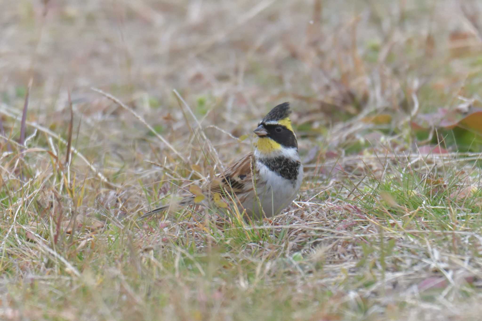 Yellow-throated Bunting