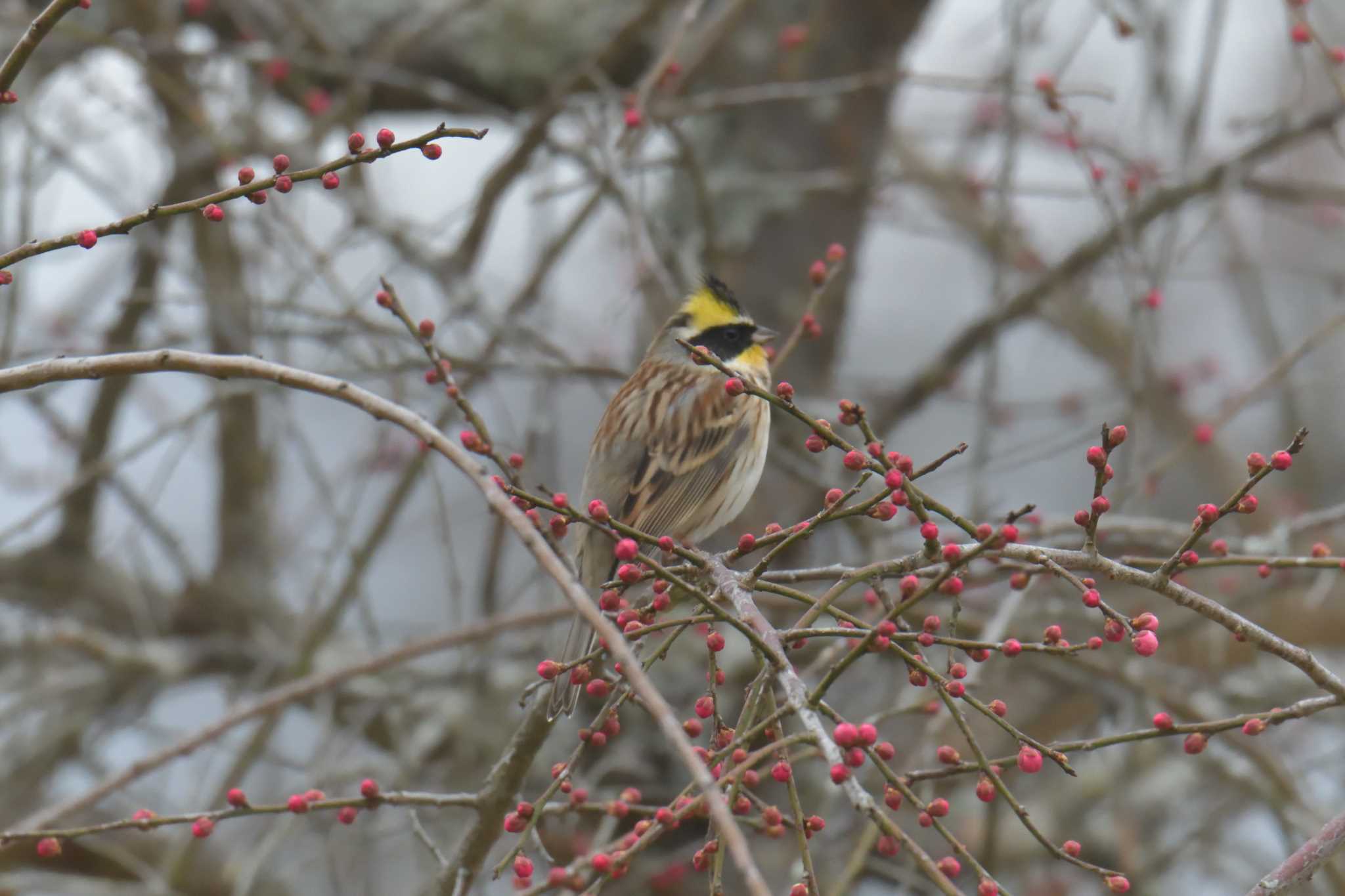 Yellow-throated Bunting