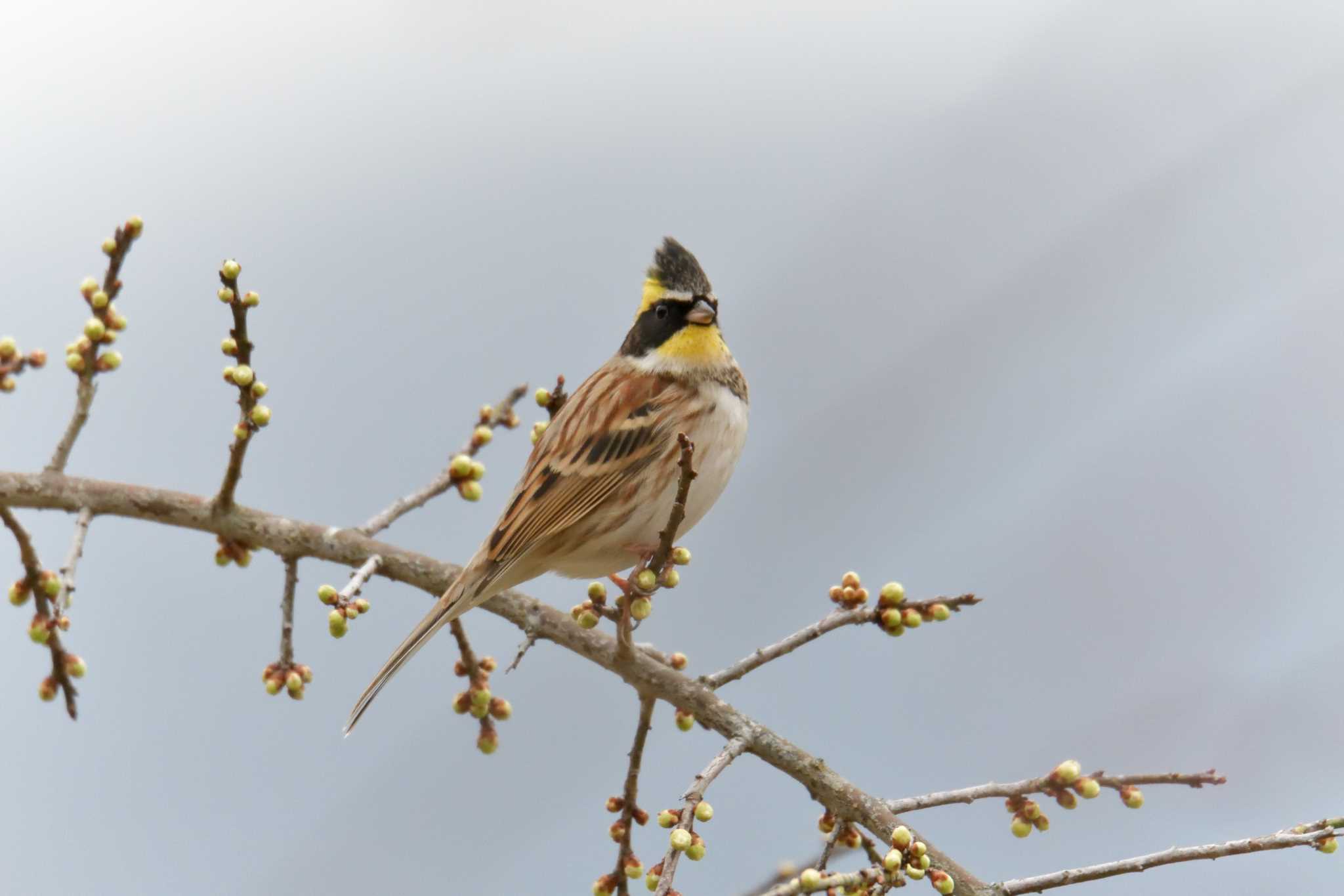 Yellow-throated Bunting