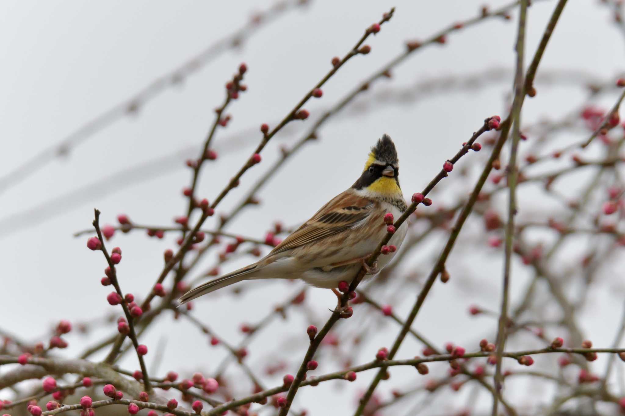 Yellow-throated Bunting