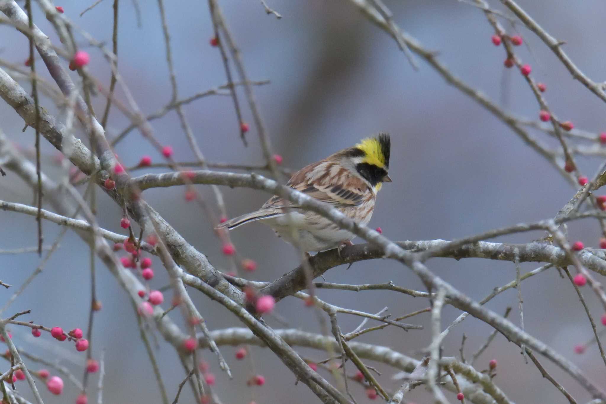 Yellow-throated Bunting