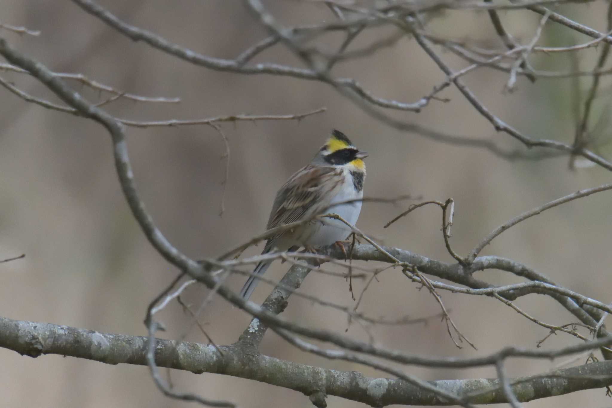 Yellow-throated Bunting