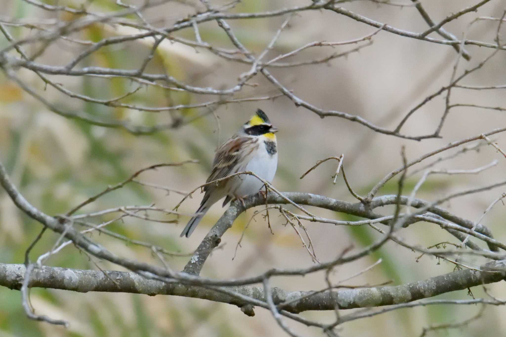 Yellow-throated Bunting