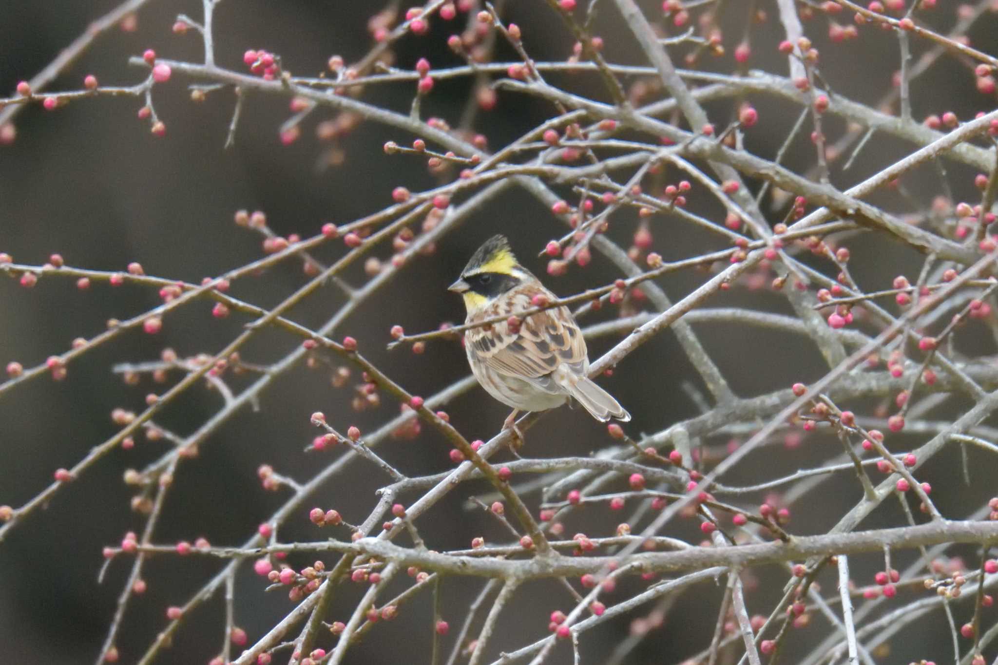 Yellow-throated Bunting