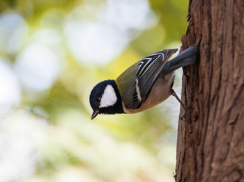 シジュウカラ 石神井公園 2019年2月10日(日)