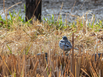 2019年2月10日(日) 石神井公園の野鳥観察記録