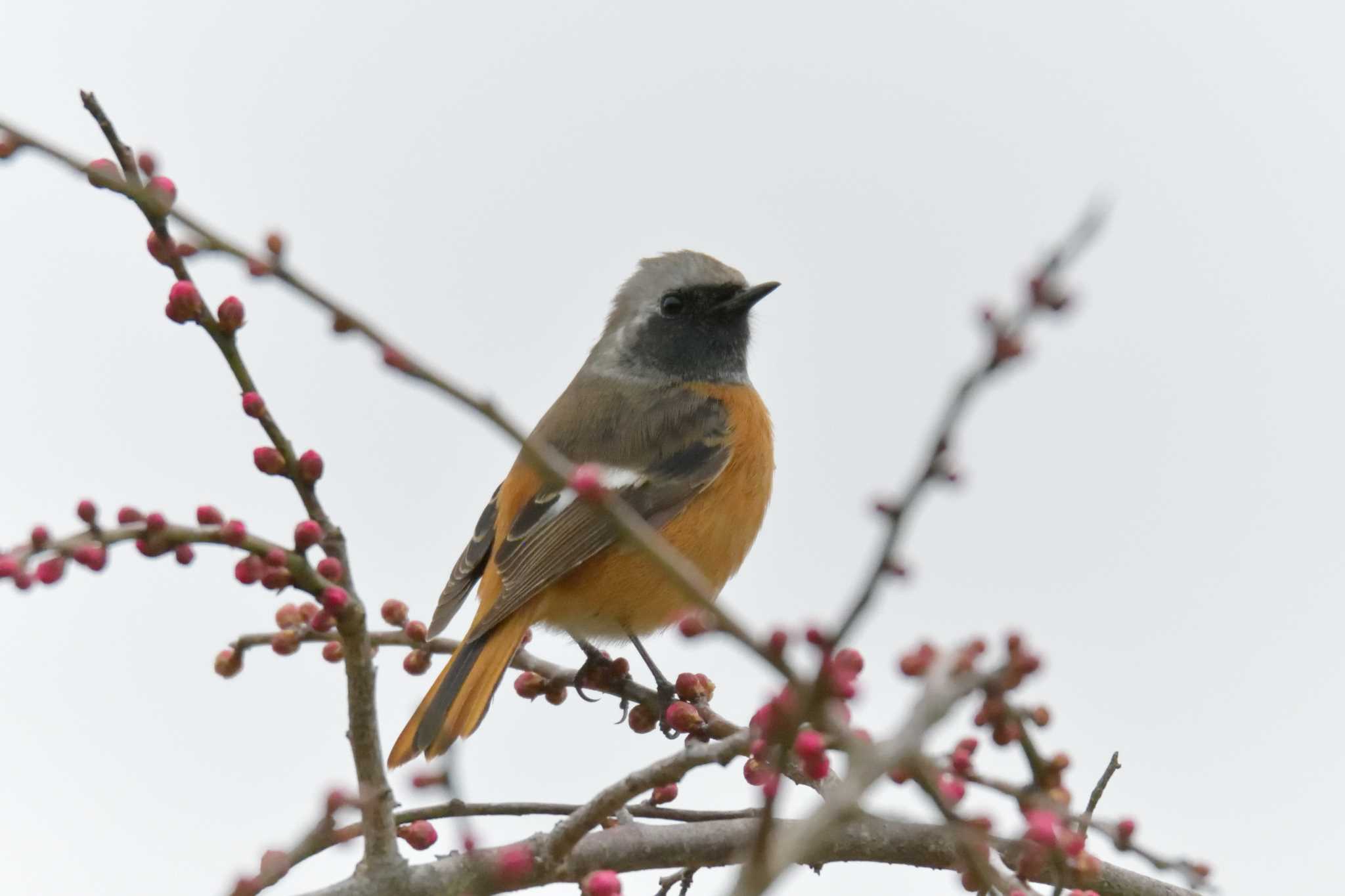 Daurian Redstart