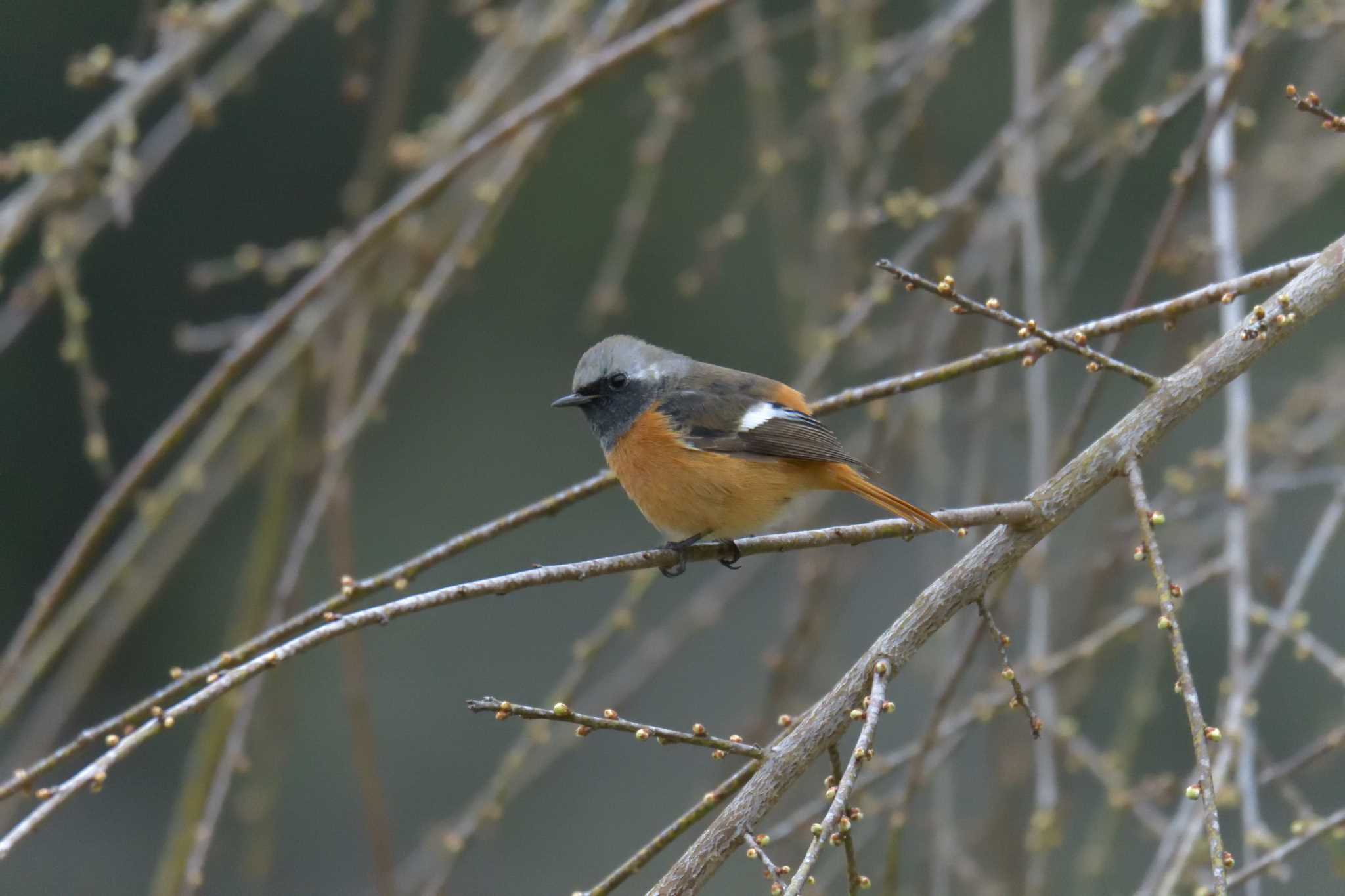 Daurian Redstart