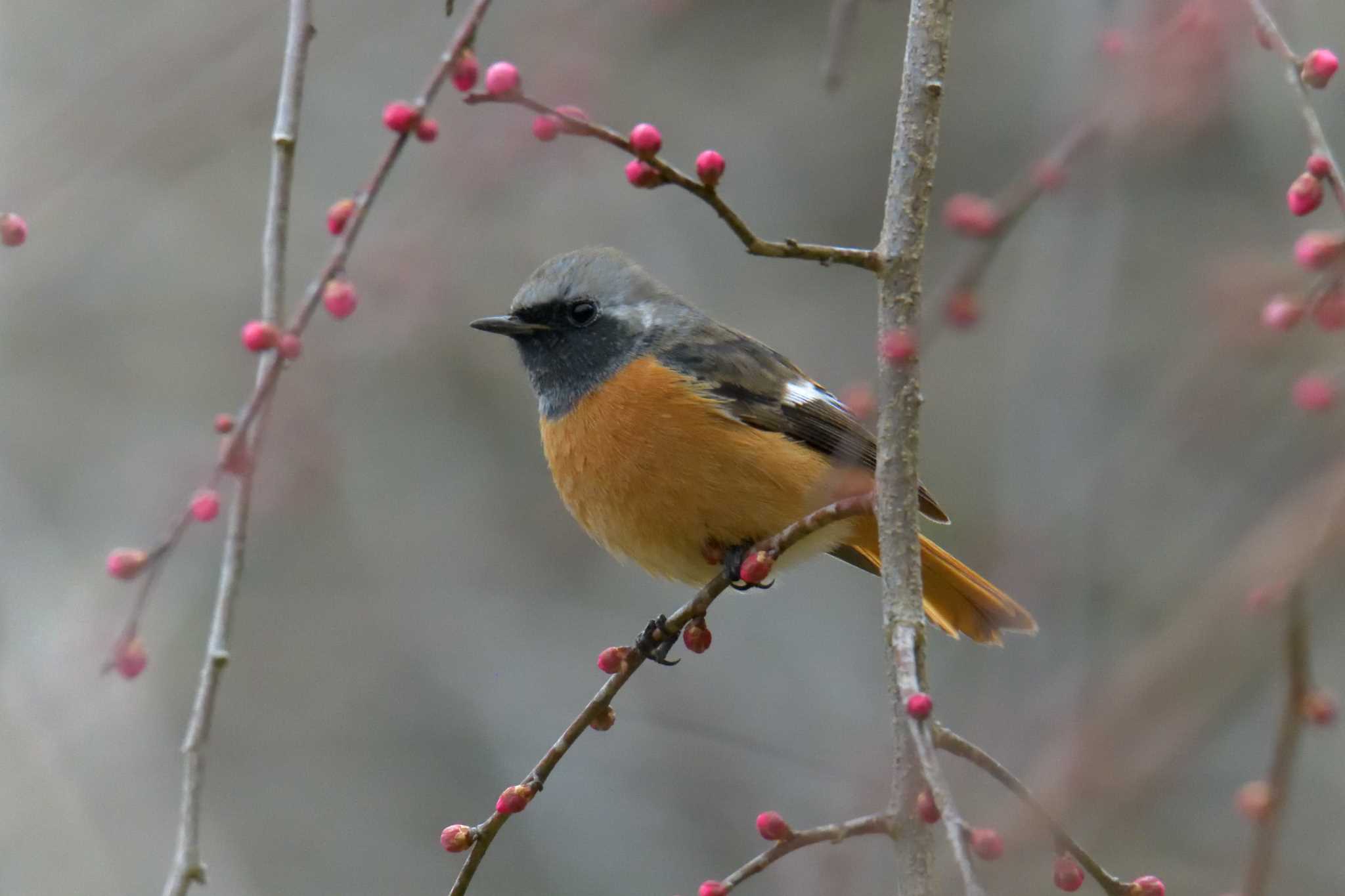 滋賀県甲賀市甲南町創造の森 ジョウビタキの写真 by masatsubo