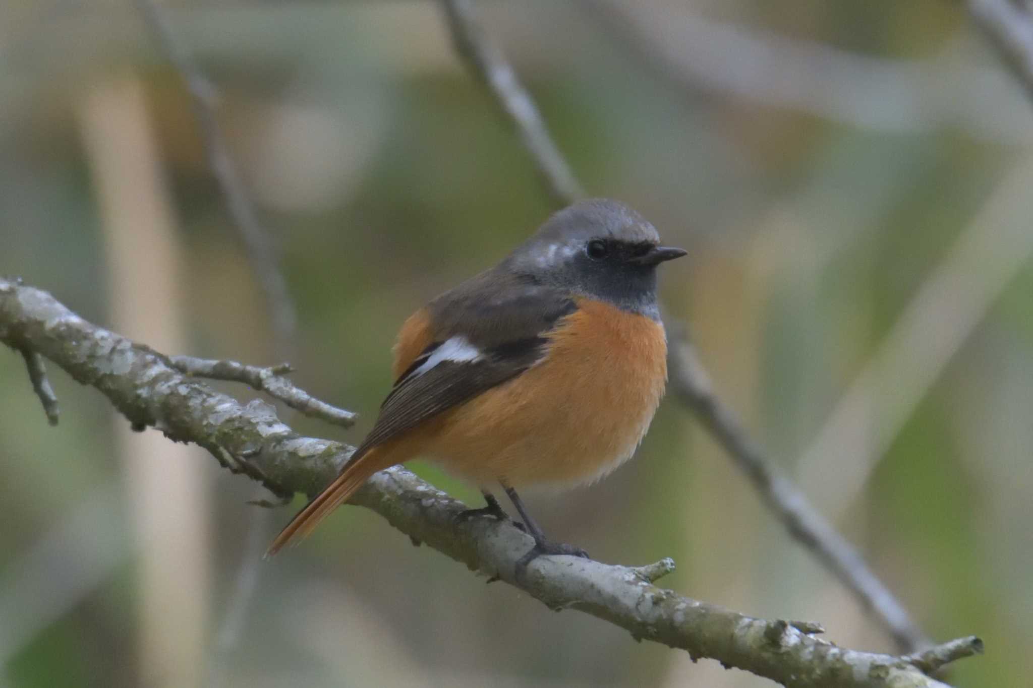 Daurian Redstart