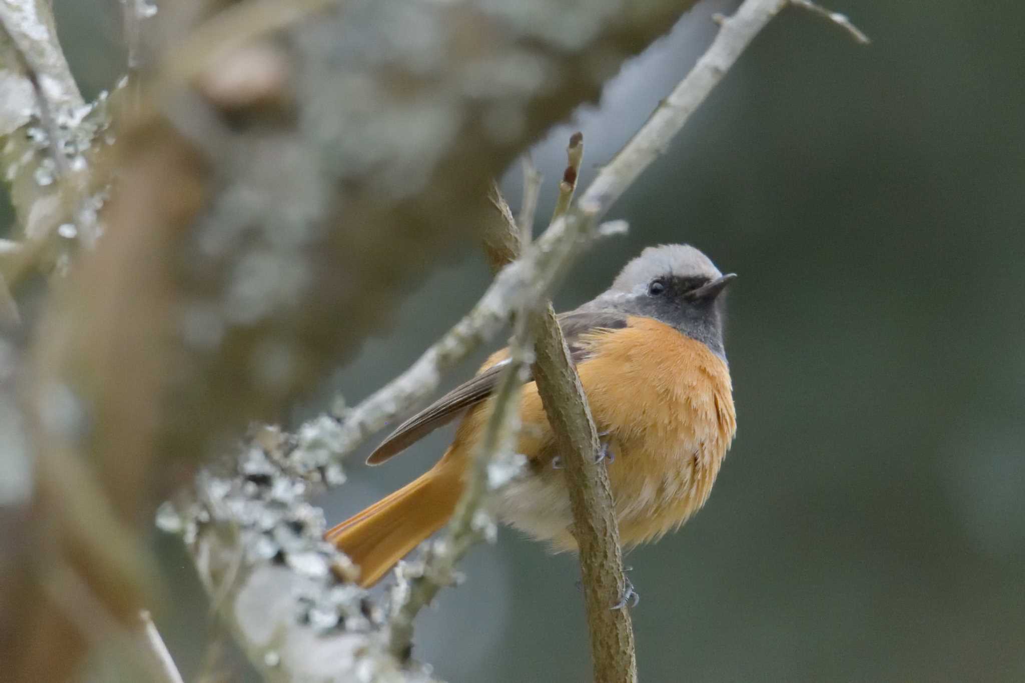 Daurian Redstart