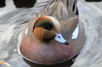 2019年2月10日(日) 神奈川県大和市の野鳥観察記録