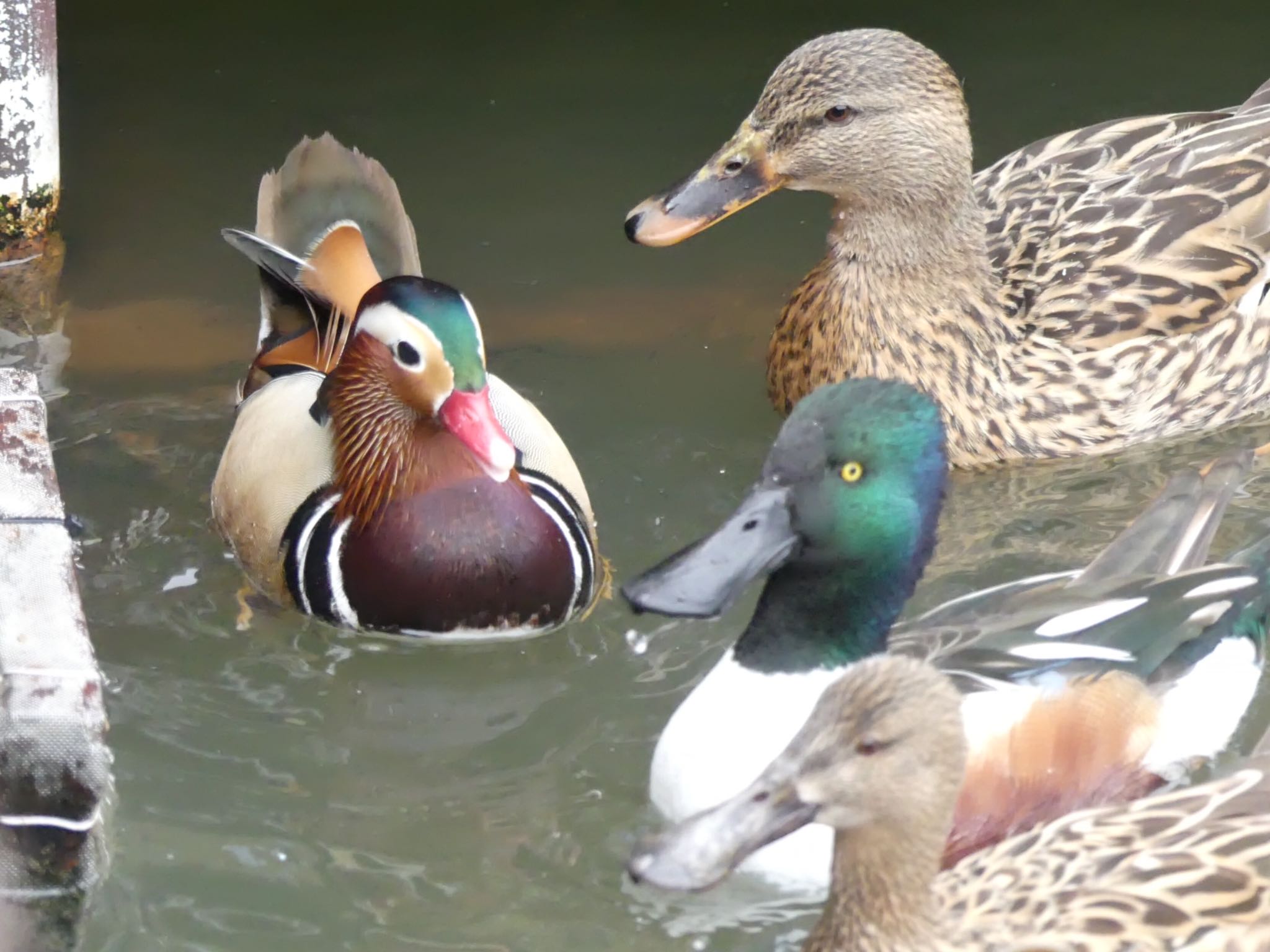 掛川花鳥園 オシドリの写真 by azukimikan