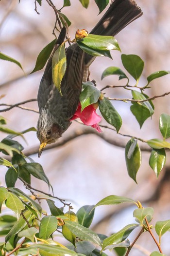 Sun, 2/10/2019 Birding report at Mitsuike Park