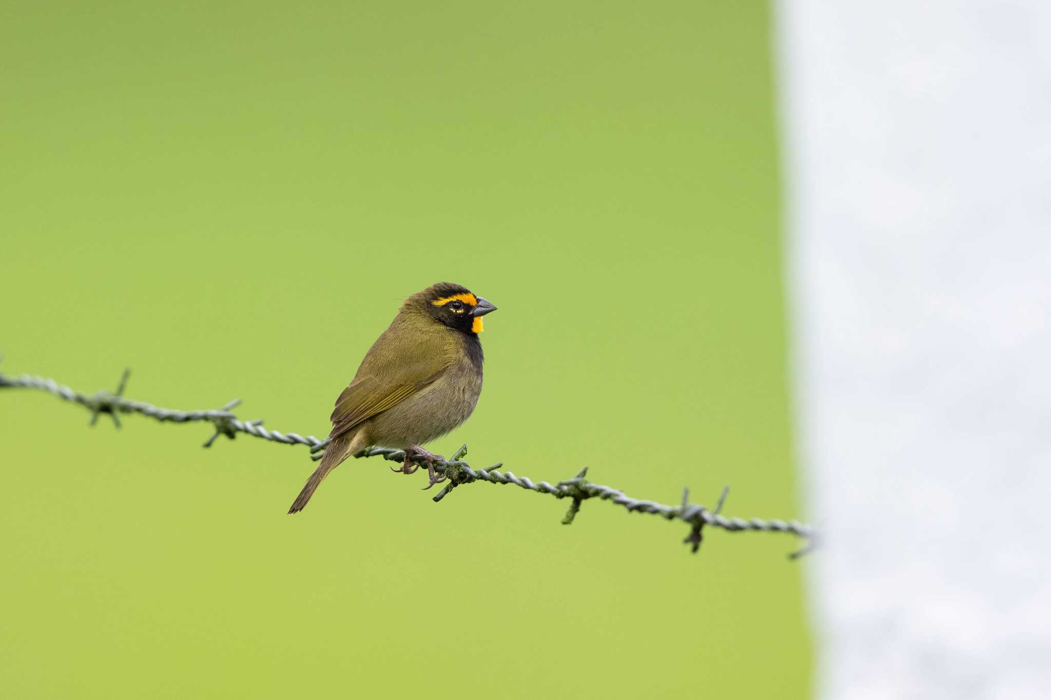 Photo of Yellow-faced Grassquit at La Mesa(Panama) by Trio