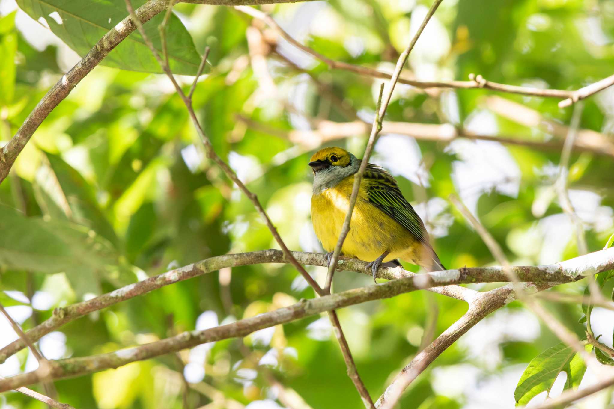 Photo of Silver-throated Tanager at La Mesa(Panama) by Trio