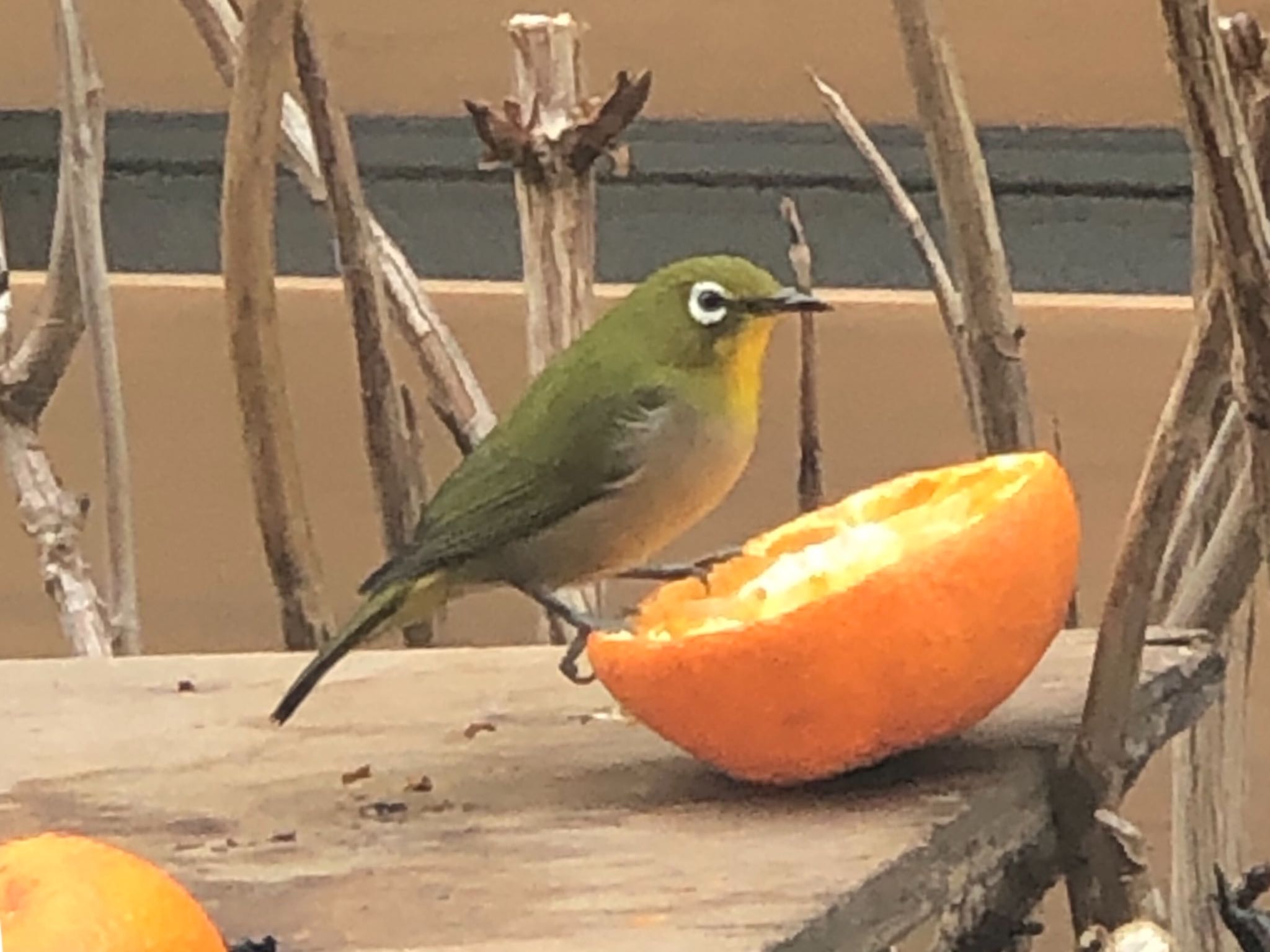 Photo of Warbling White-eye at 名古屋市守山区 by azukimikan