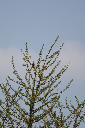 2017年4月13日(木) 小石川植物園の野鳥観察記録