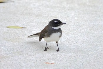 Malaysian Pied Fantail Gardens by the Bay (Singapore) Sun, 1/27/2019