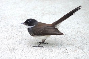 Malaysian Pied Fantail Gardens by the Bay (Singapore) Sun, 1/27/2019