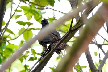 Asian Koel Gardens by the Bay (Singapore) Sun, 1/27/2019