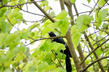 Asian Koel Gardens by the Bay (Singapore) Sun, 1/27/2019