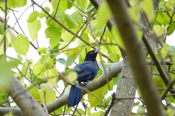 Asian Koel Gardens by the Bay (Singapore) Sun, 1/27/2019