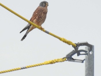 Common Kestrel 平城宮跡 Sat, 11/3/2018